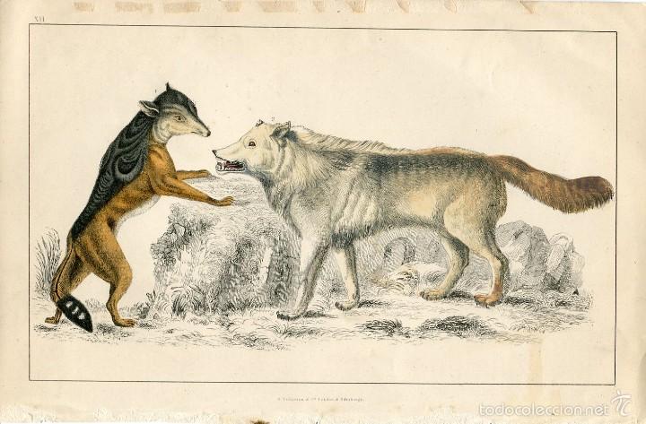 Arte: Animales. Hiena salvaje. Editado por A. Fullarton 1860