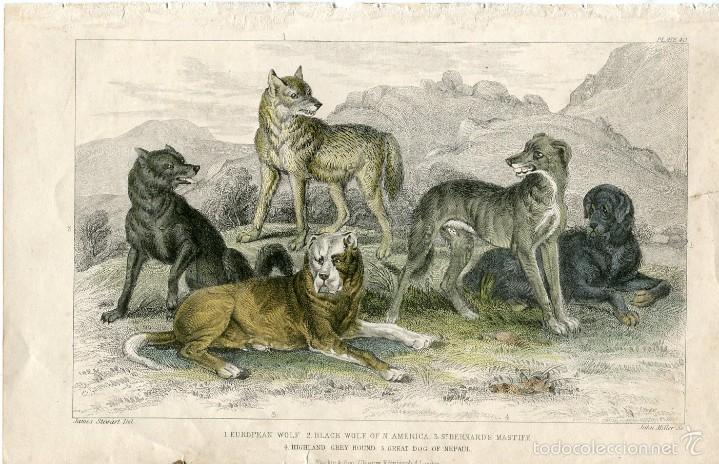 Art: Lobo europeo, mast&iacute;n de San Bernardo y perros - Grabado coloreado 1868