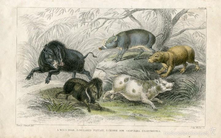 Arte: Jabal&iacute;, pecar&iacute;, capibara y babirusa - Grabado original coloreado - 1868