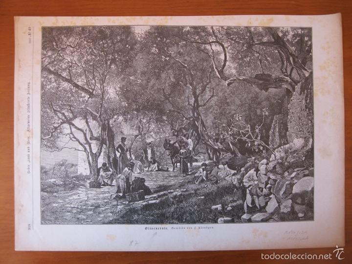 Arte: Profesiones: Recogida de la aceituna, 1887. - Foto 2