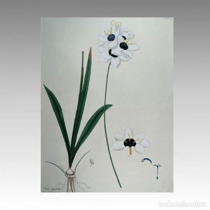 Arte: HENRY CHARLES ANDREWS - IXIA CAPITATA - 1800 - Foto 2