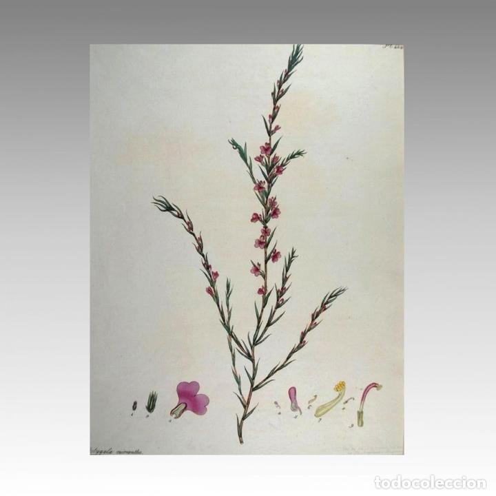 Arte: HENRY CHARLES ANDREWS - POLYGALA MICRANTHA - 1800 - Foto 2
