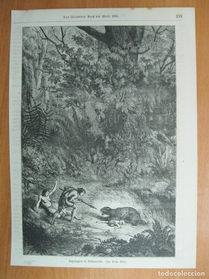 Arte: Escena dram&aacute;tica con tigre en una selva de Am&eacute;rica del sur, 1865