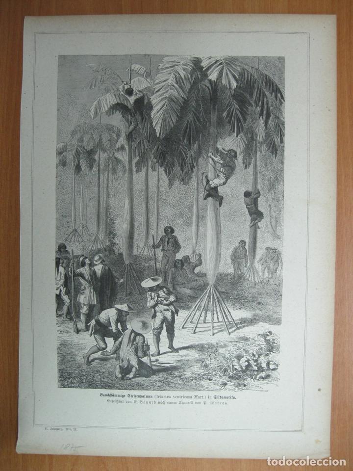 Arte: Ind&iacute;genas, europeos y  palmeras, 1875.