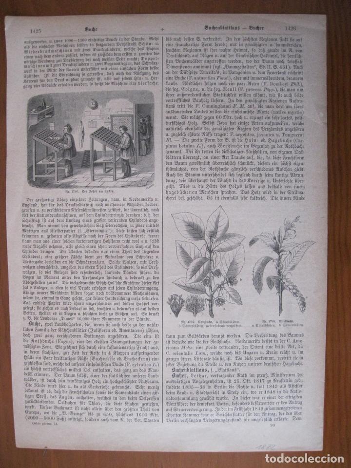 Art: En la imprenta, plantas y escorpi&oacute;n, 1872