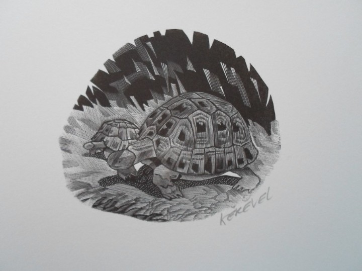Art: Tiennick KEREVEL (Zaire-Francia 1956) grabado tortuga 10x9 papel 19x29cms firmado l&aacute;piz y HC edic/50