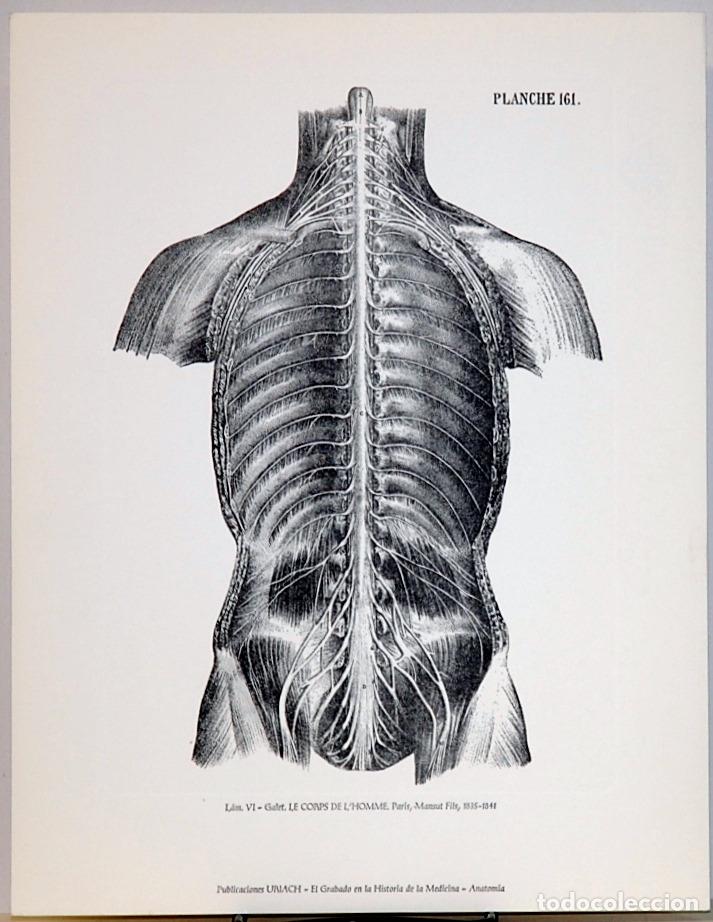 Art: El grabado en la historia de la medicina.GALET:le corps de l'homme.Anatomia,lamina VI