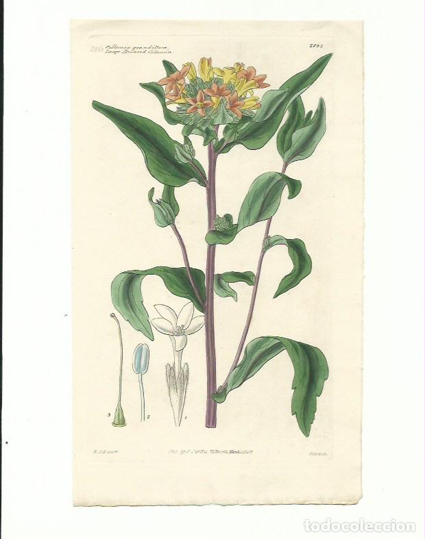 Arte: Grabado bot&aacute;nica n&ordm; 2894 S. Curtis 1829