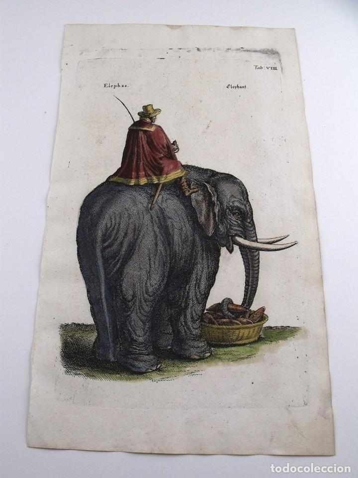 Arte: El elefante, 1657. Merian/Jonston - Foto 1