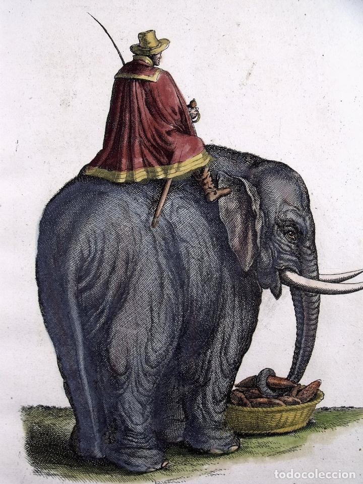 Arte: El elefante, 1657. Merian/Jonston - Foto 2