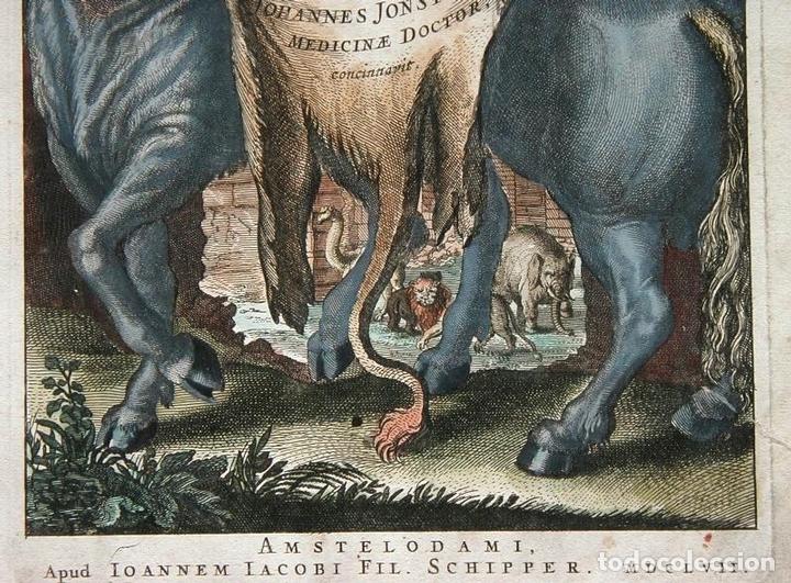 Arte: Frontispicio de la obra Historiae Naturalis, 1657. M. Merian - Foto 7