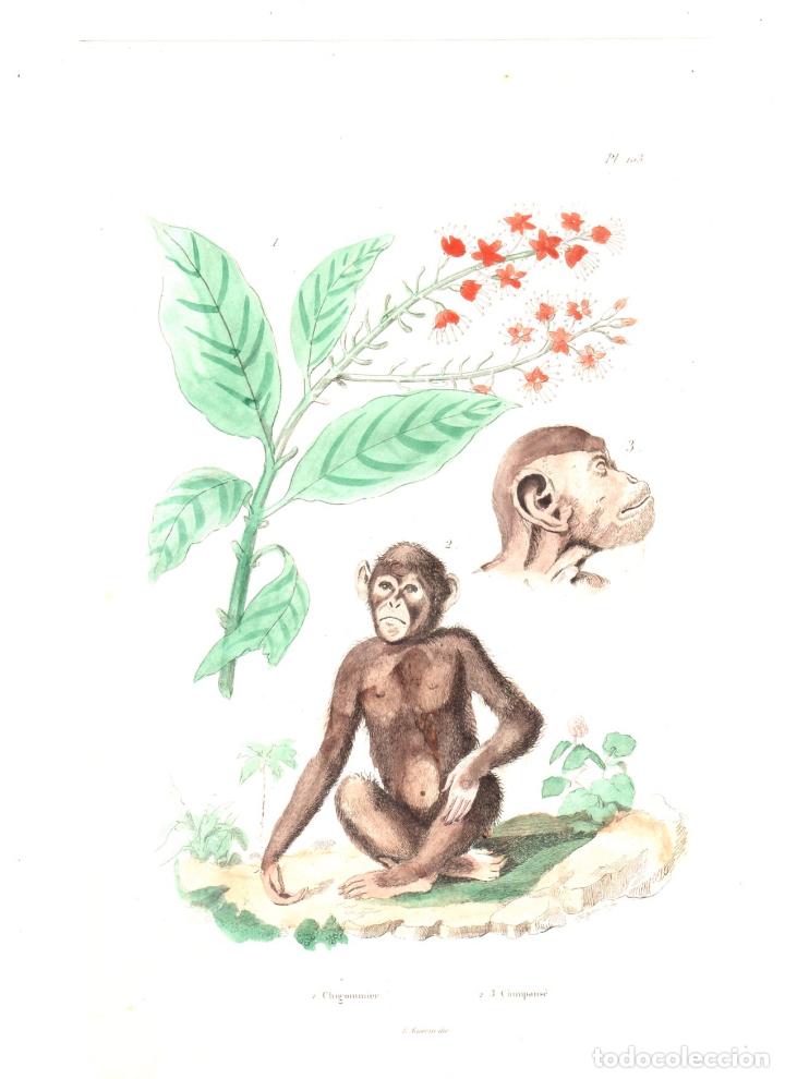 Arte: GRABADOS DE E. GU&Eacute;RIN DIR. CHIGOMMIER. CHIMPANS&Eacute;. - Foto 1
