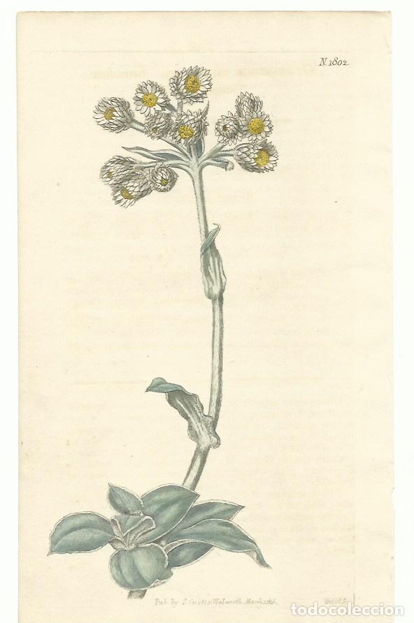 Arte: Grabado bot&aacute;nico Curtis N&ordm; 1802 - Foto 1