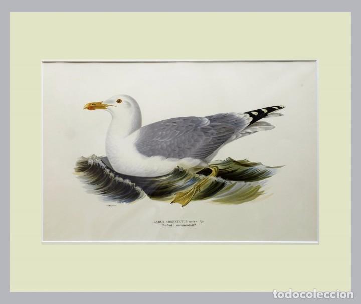 Art: 1900c - AVES - Litografia original con passepartout doble - Gran tama&ntilde;o 2