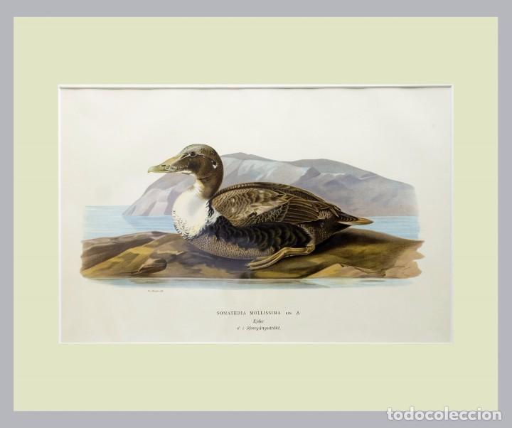Art: 1900c - AVES - Litografia original con passepartout doble - Gran tama&ntilde;o 3