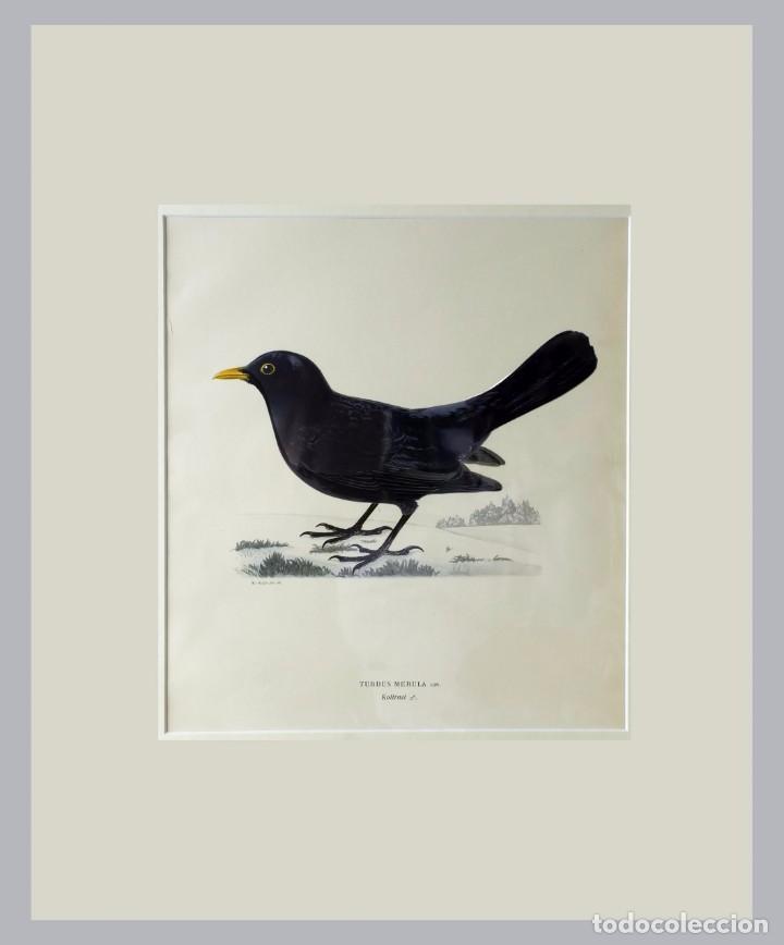 Art: 1900c - AVES - Litografia original con passepartout doble - Gran tama&ntilde;o 6
