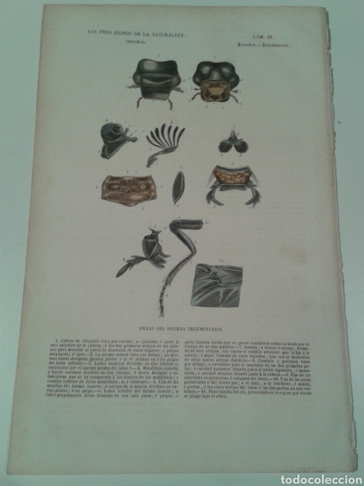 Arte: Grabado insectos de los tres reinos de la naturaleza. Imp. Gaspar y Roig. 1856. Lámina III. - Foto 1 - 137669676