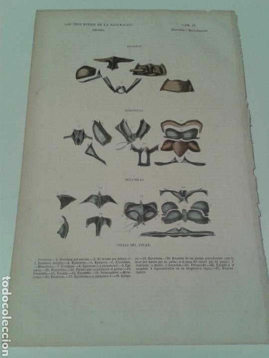 Arte: Grabado insectos de los tres reinos de la naturaleza. Imp. Gaspar y Roig. 1856. Lámina IV. - Foto 1 - 137669825