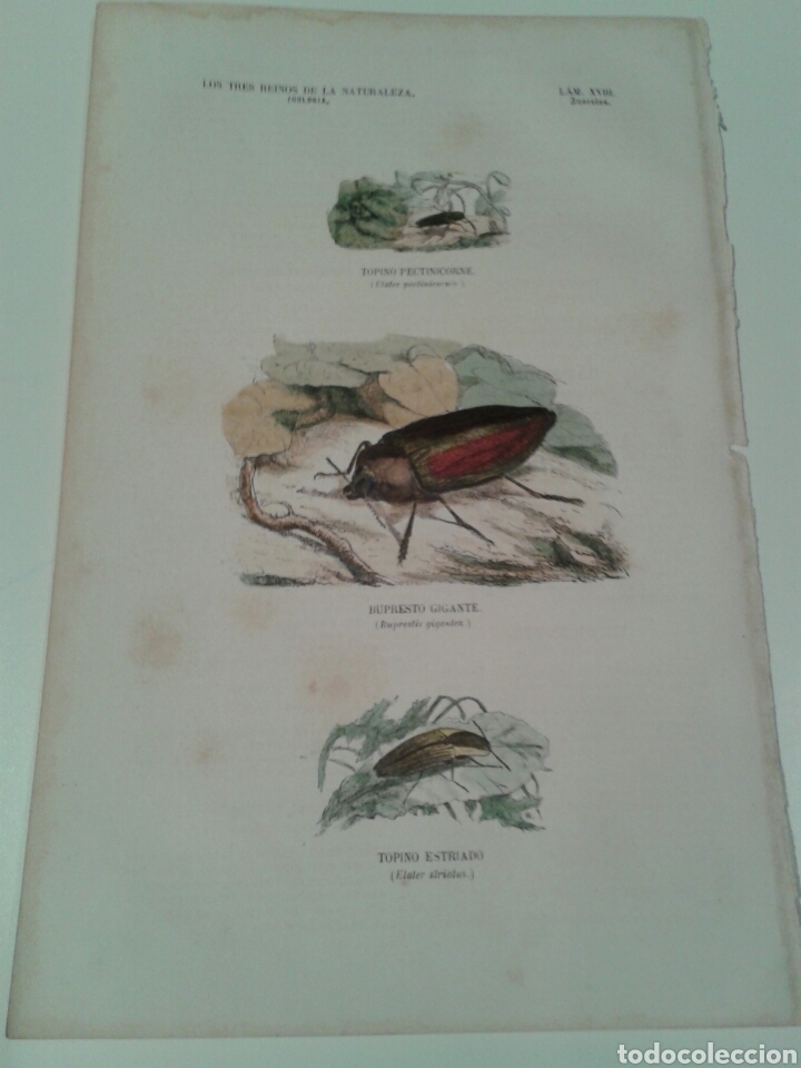 Arte: Grabado insectos de los tres reinos de la naturaleza. Imp. Gaspar y Roig. 1856. Lámina XVIII. - Foto 1 - 137671105