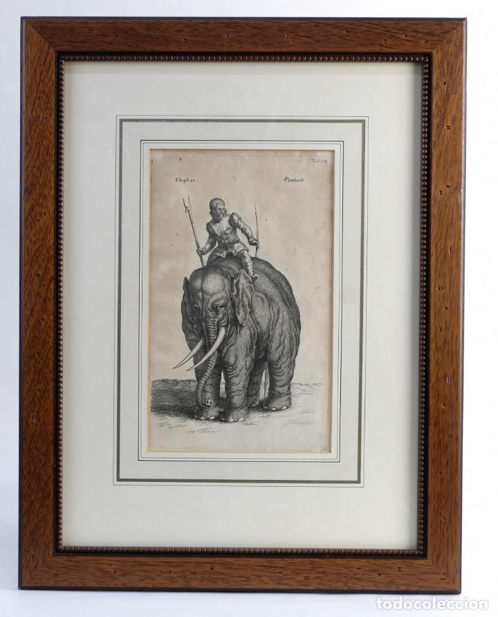Arte: Grabado antiguo Elefante - Foto 1