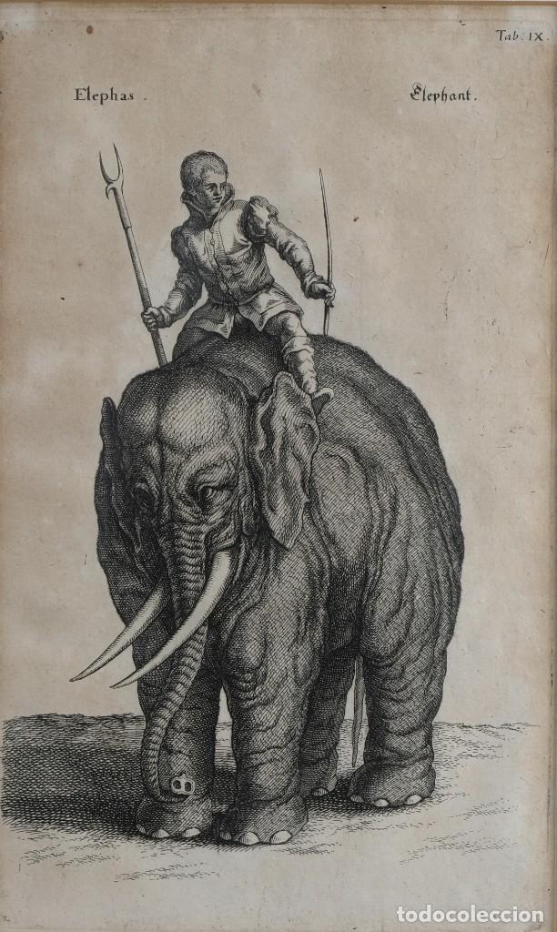 Arte: Grabado antiguo Elefante - Foto 2