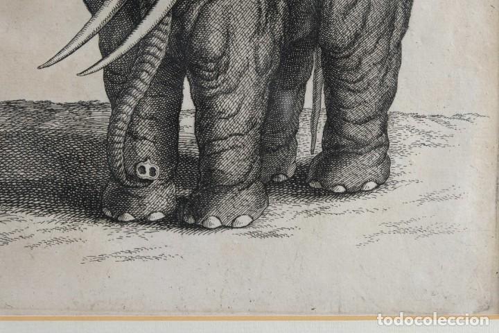Arte: Grabado antiguo Elefante - Foto 5