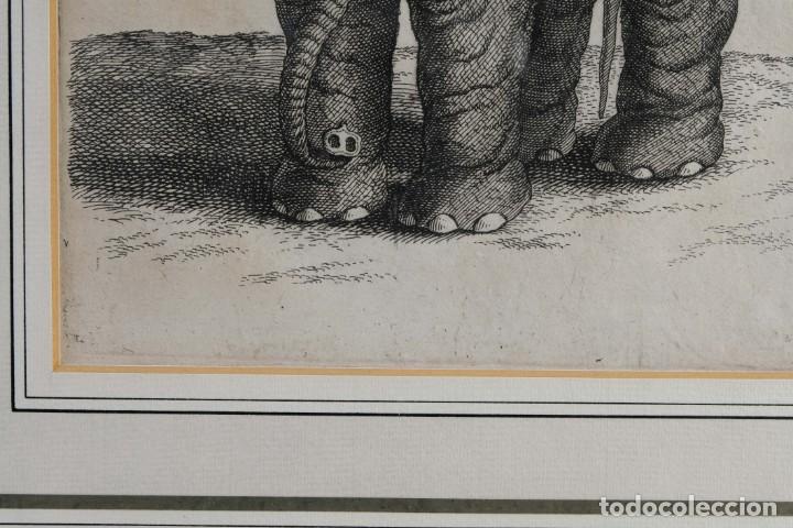 Arte: Grabado antiguo Elefante - Foto 6