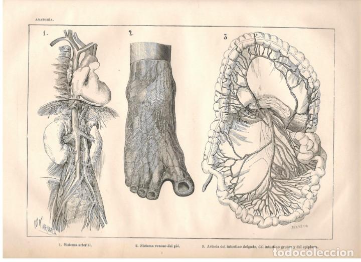 Art: MEDICINA: ANATOMIA. Astort Hermanos s.XIX.