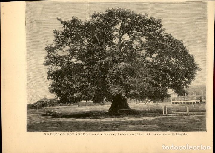 1885 - original - la ceiba, arbol colosal de ja - Acheter Gravures Modernes  du XIXe siècle sur todocoleccion