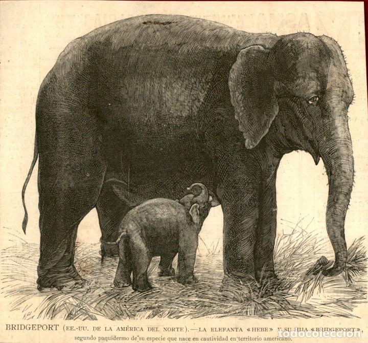 Arte: 1882 - Bridgeport Elefanta Hebe y su hija Brideport - La Ilustraci&oacute;n Espa&ntilde;ola