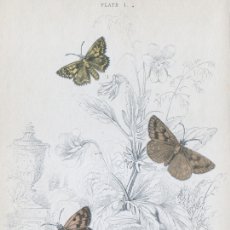 Arte: PEQUEÑO GRABADO COLOREADO A MANO, DE W.H. LIZARS (1836). MARIPOSAS NOTURNAS, POLILLAS. HESPÉRIDOS