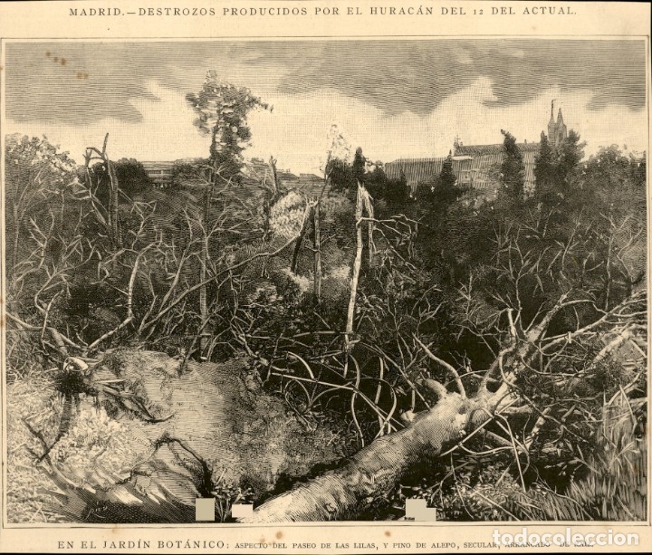 Arte: 1886 - Madrid - Huracan - Jardin Botanico - La Ilustraci&oacute;n Espa&ntilde;ola