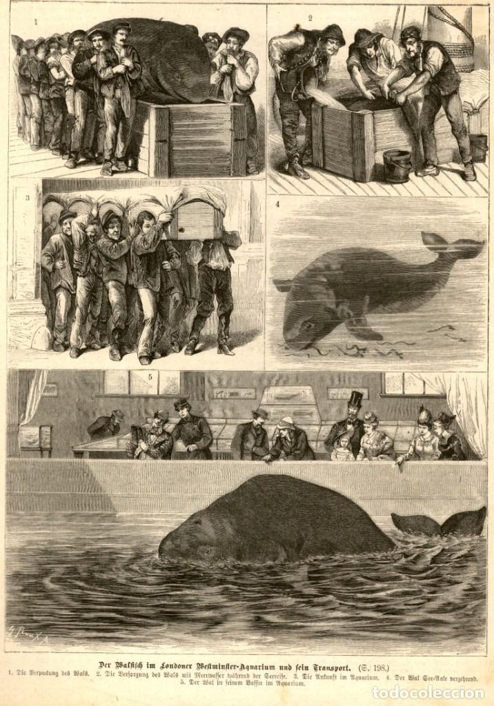 Art: 1883 - Cachalote - Aquarium de Londres - Riou Grabado aleman de Illustrierte Chronik der zeit