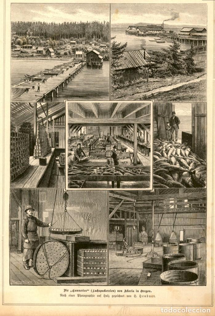 Art: 1882 - Extraccion y tratamiento de la pesca - Grabado aleman de Illustreret Tidende