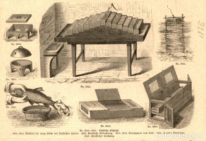 Art: 1875 - Extraccion y tratamiento de la hueva Pesca - Grabado aleman de Illustrierte Chronik der zeit