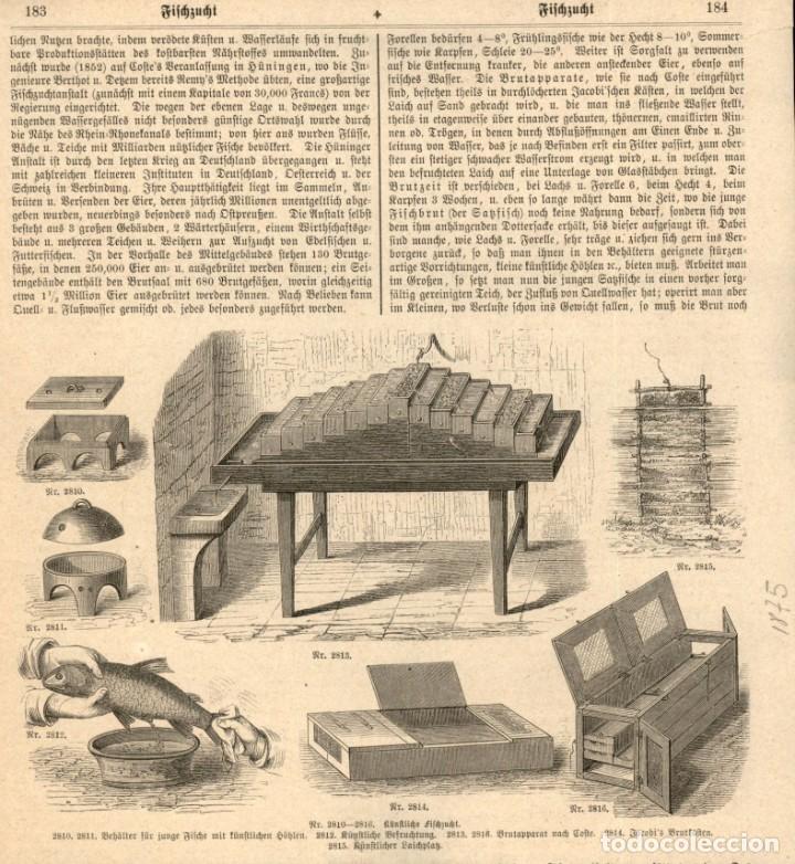 Art: 1875 - Extraccion y tratamiento de la hueva Pesca - Grabado aleman de Illustrierte Chronik der zeit