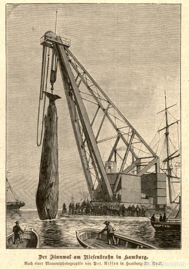 Arte: 1885 - Despiece de una ballena Pesca  - Grabado aleman de Illustrirte Welt
