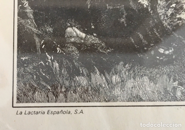 Arte: Grabado Primavera, La Lactaria espa&ntilde;ola - Foto 3