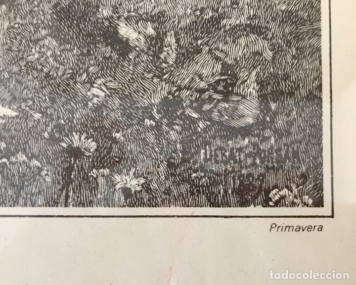 Arte: Grabado Primavera, La Lactaria espa&ntilde;ola - Foto 4