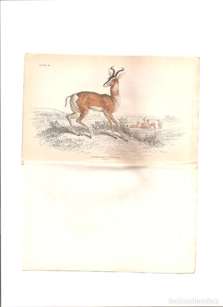 Art: OEMMERING&acute;S ANTELOPE