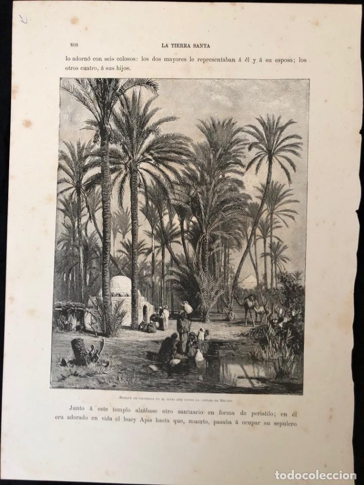 Arte: Grabado 1878 – bosque palmeras sitio que ocupó la ciudad de Menfis (Egipto)- tamaño gran folio - Foto 2 - 210381750