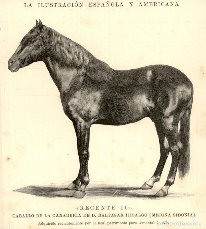 Arte: 1894 - Regente II Ganaderia Baltasar Hidalgo - Medina Sidonia - La Ilustraci&oacute;n Espa&ntilde;ola