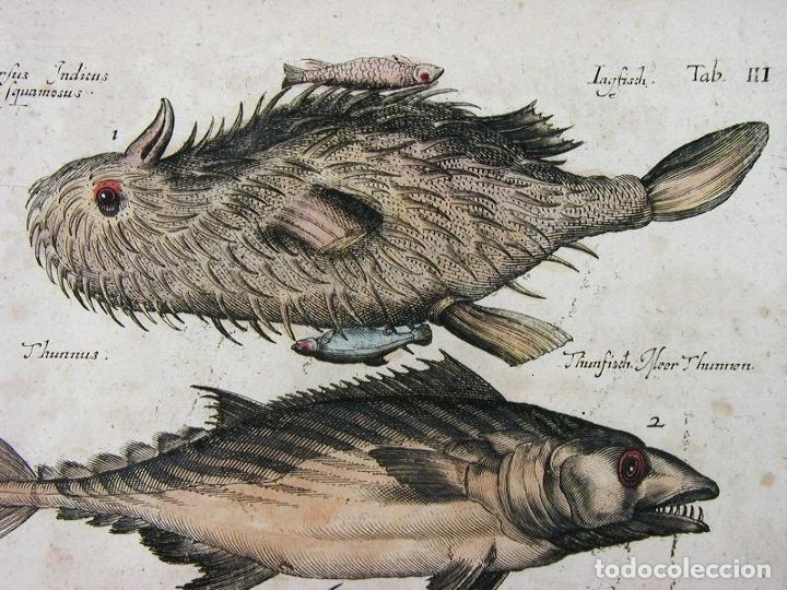 Arte: Peces tropicales y II, 1657. Merian - Foto 2