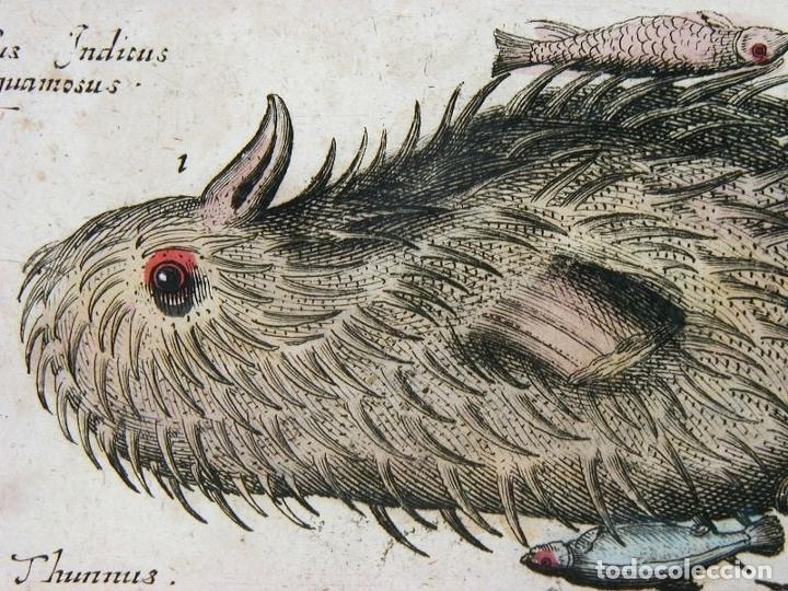 Arte: Peces tropicales y II, 1657. Merian - Foto 3