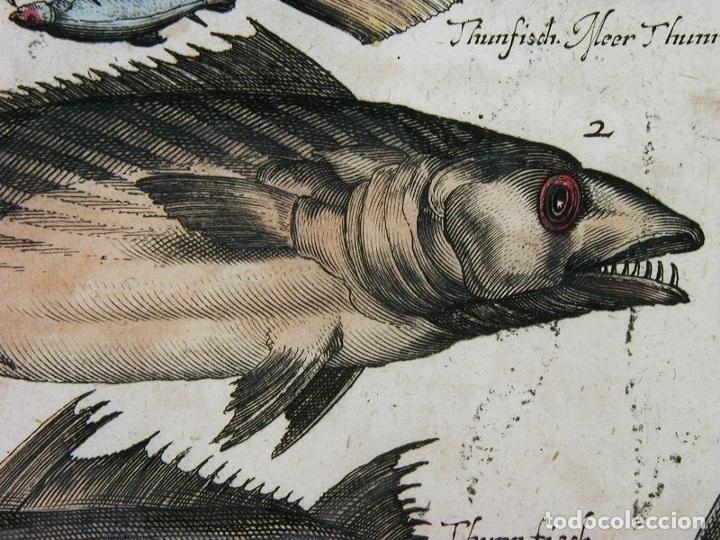 Arte: Peces tropicales y II, 1657. Merian - Foto 4