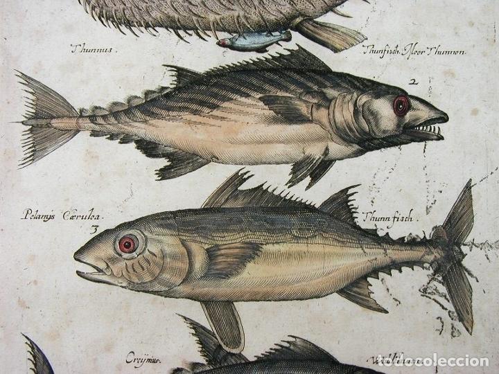 Arte: Peces tropicales y II, 1657. Merian - Foto 5