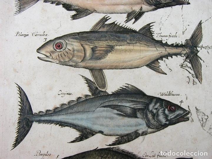Arte: Peces tropicales y II, 1657. Merian - Foto 6