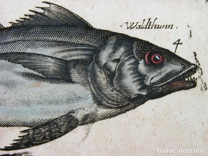 Arte: Peces tropicales y II, 1657. Merian - Foto 7