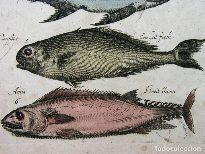 Arte: Peces tropicales y II, 1657. Merian - Foto 8