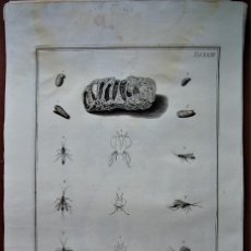 Arte: CEROCOMA VIRIDIS,GRABADO SIGLO XVIII.FLORAE ET FAUNAE INSUBRICAE.1786.. Lote 243156725